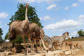 Steppe Strauss und Zebra (Large)